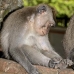 monkey_macaque_balinese_mf_ubud_v_1029_bal4745.jpg
